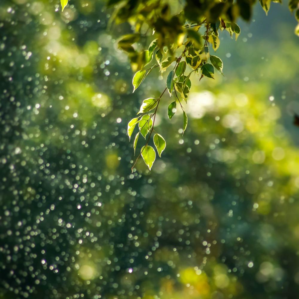 tree with water