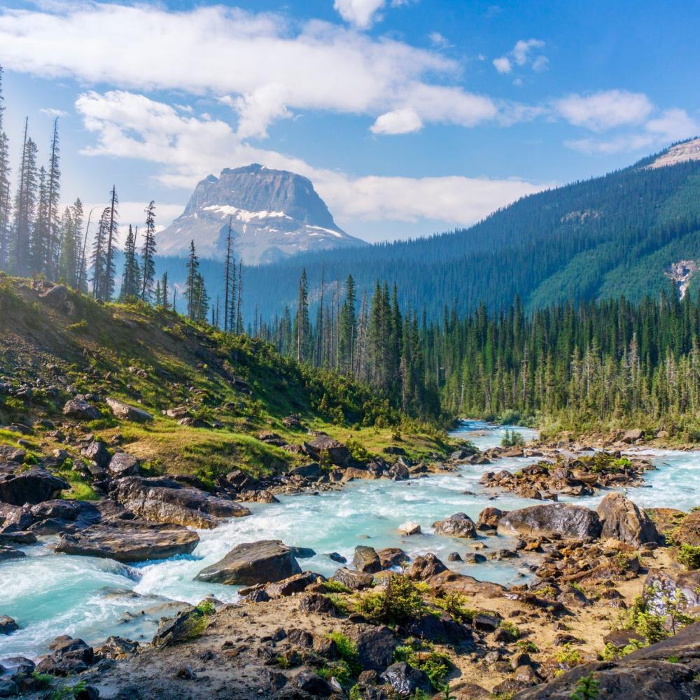 beautiful river meets the forest