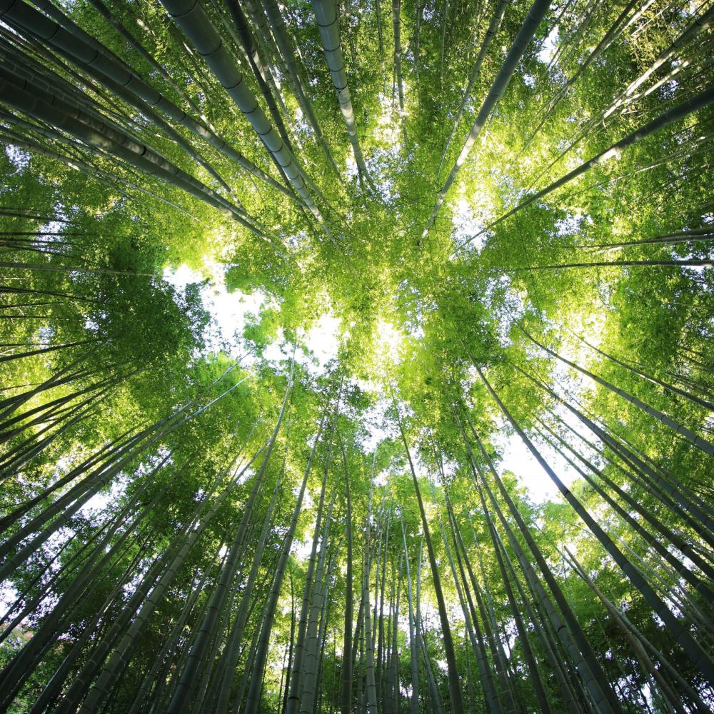 Looking upward at the green trees in the forest