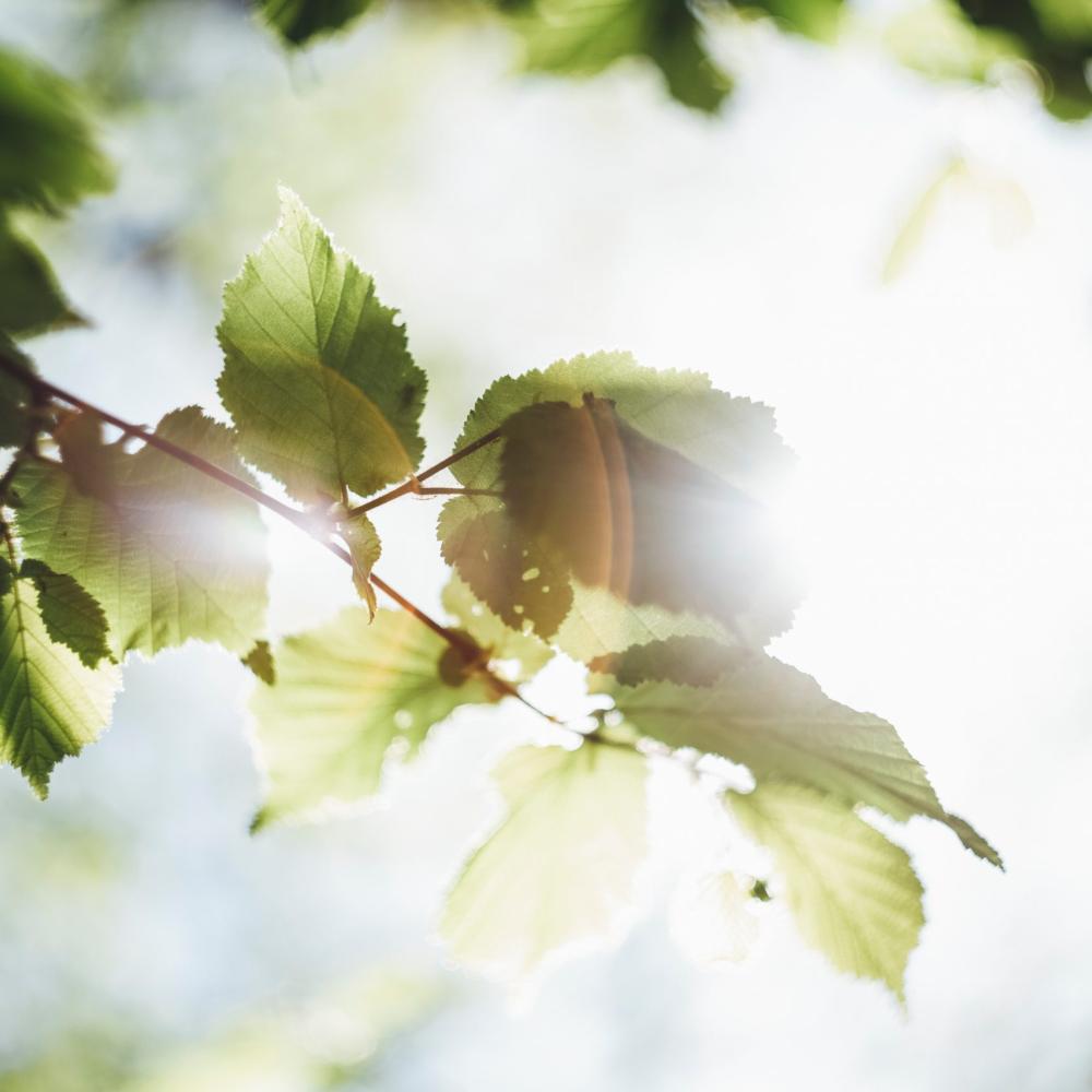 Macro photo of leaves on a tree shining in the sunlight