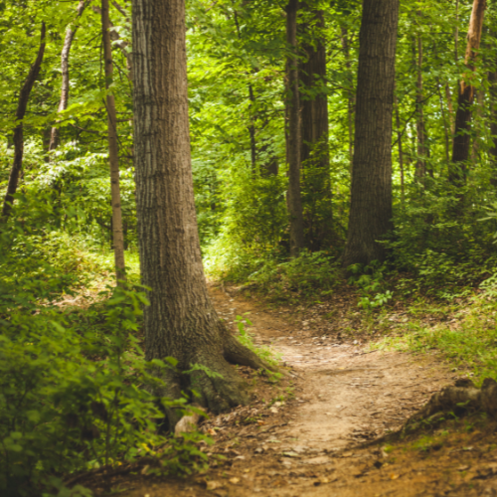 Forest path