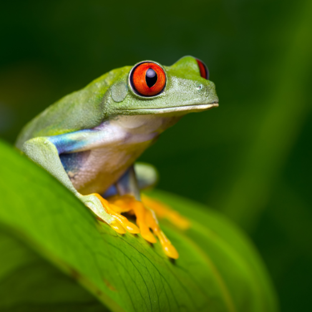 Biodiversity COP30