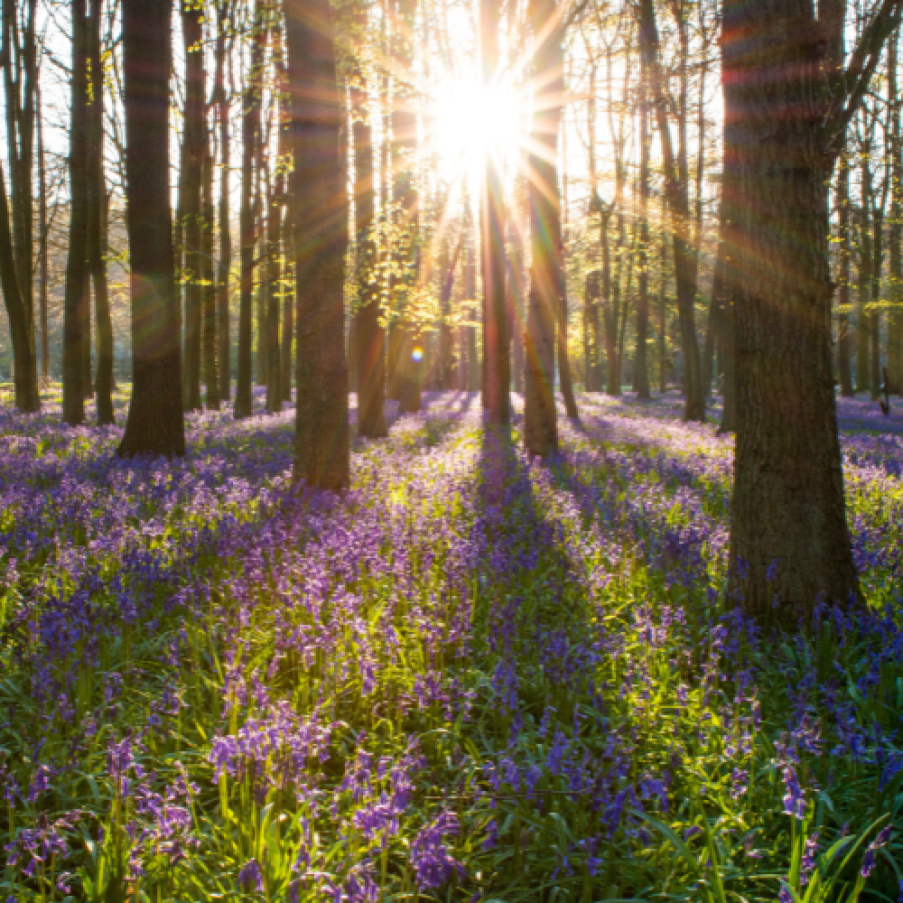 Bluebells