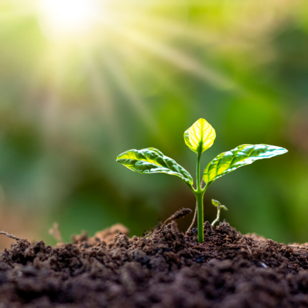 Plant Growing in Sun